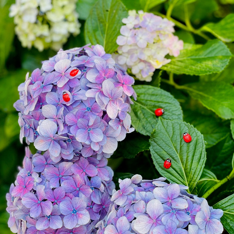 Mini Wooden Ladybugs